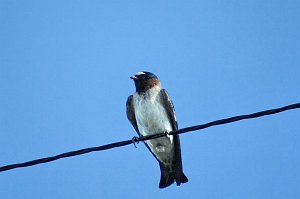 Swallow, Cliff, 2007-06101116 Windsor, CO